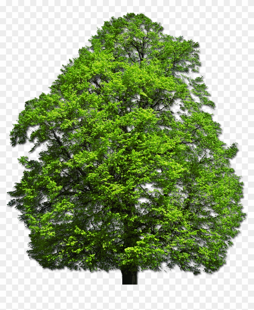 Tree Plan View Drawing - Top Tree Png Files Clipart