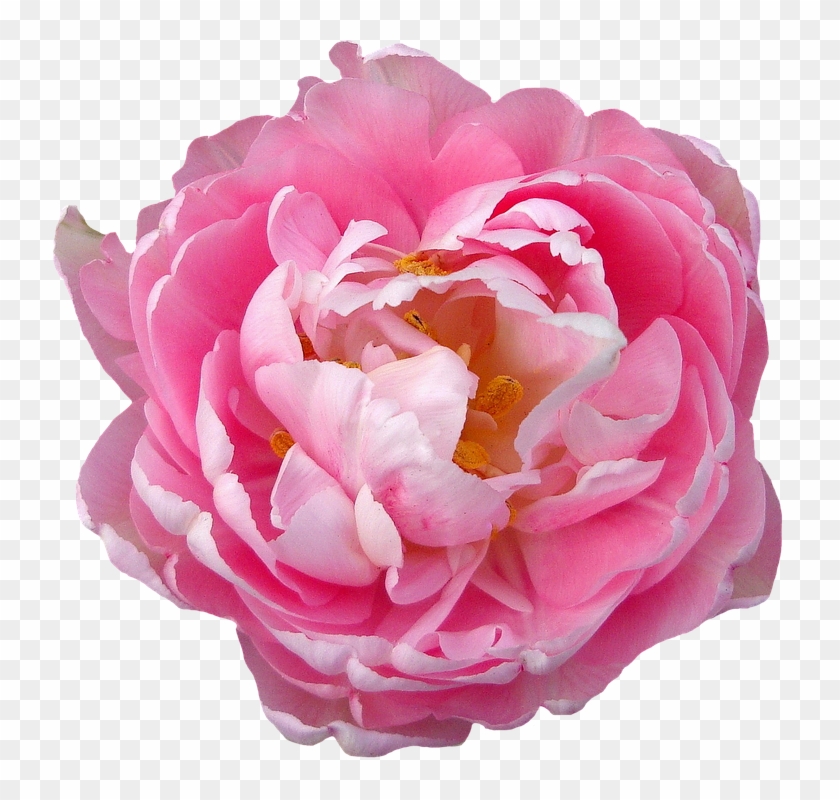 737 X 720 2 - Rose Clipart #1786053