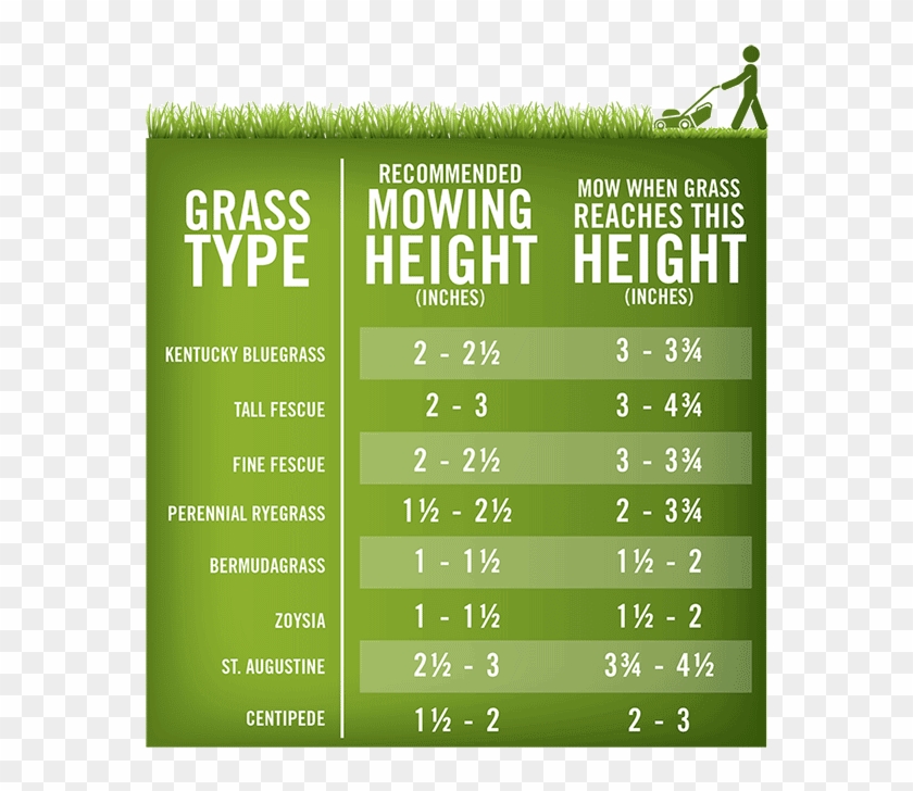 Lawn-mowing Height Chart - Grass Mowing Height Clipart