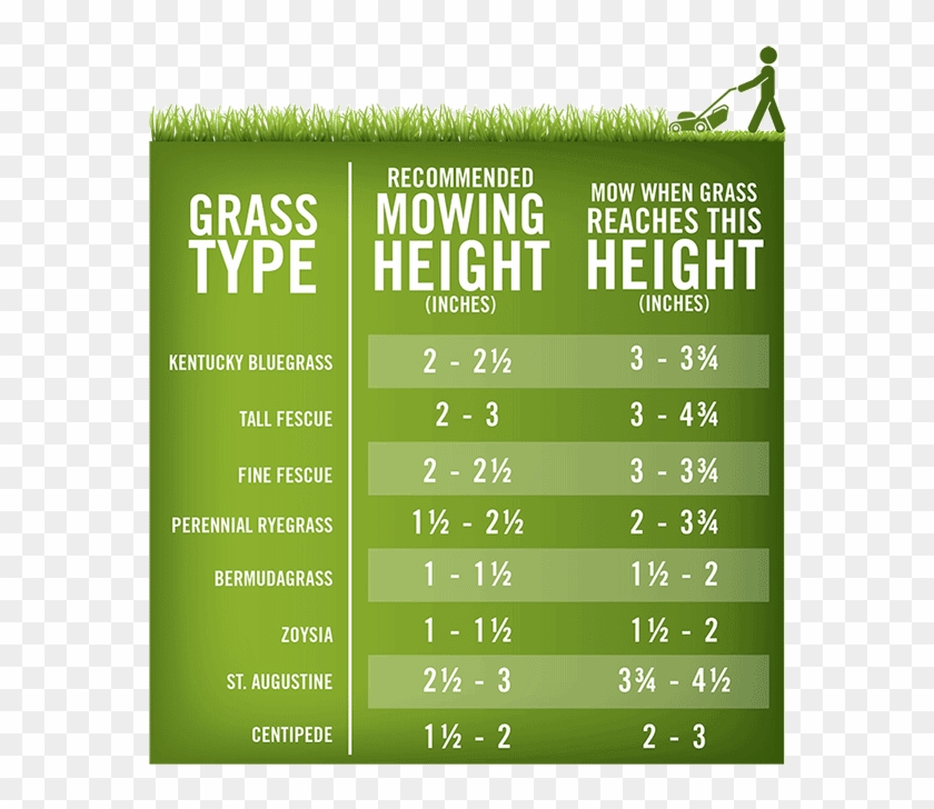 Lawn-mowing Height Chart - Grass Mowing Height Clipart #1786494