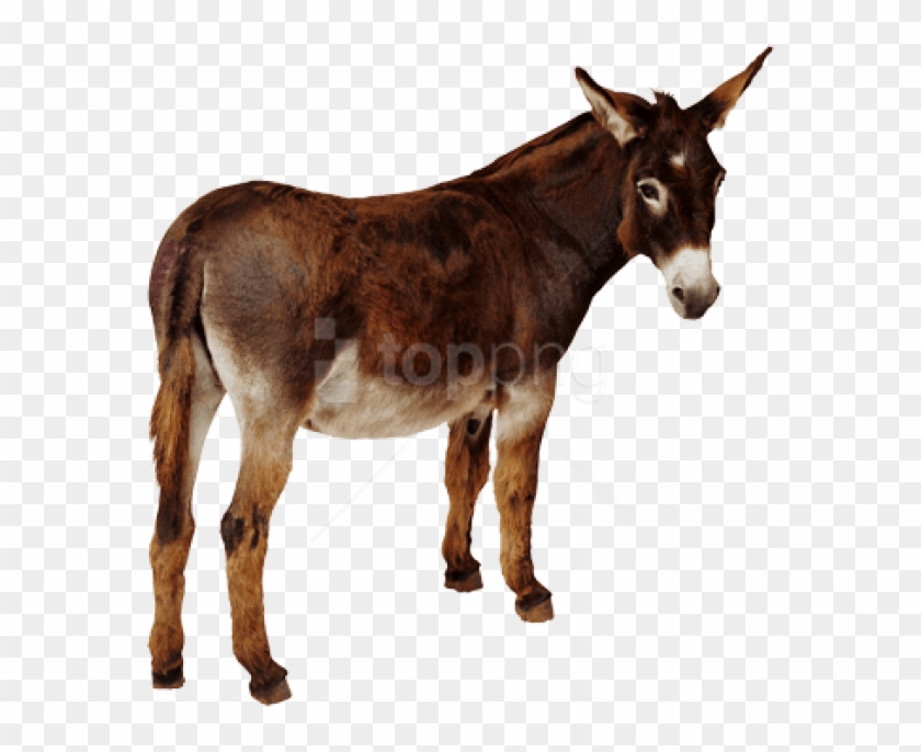 Free Png Download Donkey Png Images Background Png - Donkey Png Clipart