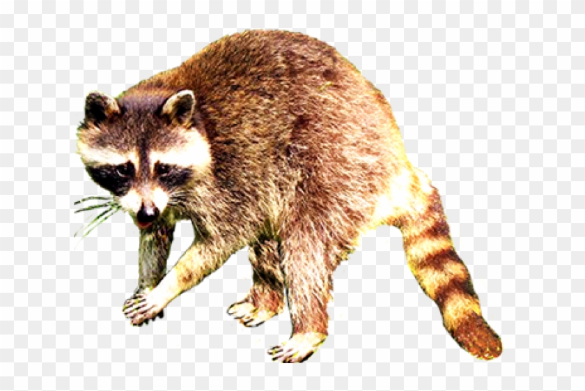 Raccoon Gif With Transparent Background Clipart