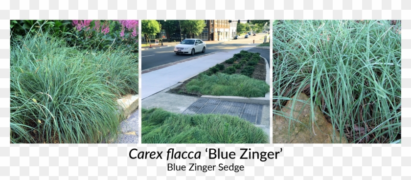 All Three Of These Selections Are Beautiful In Masses - Driveway Clipart #1787310