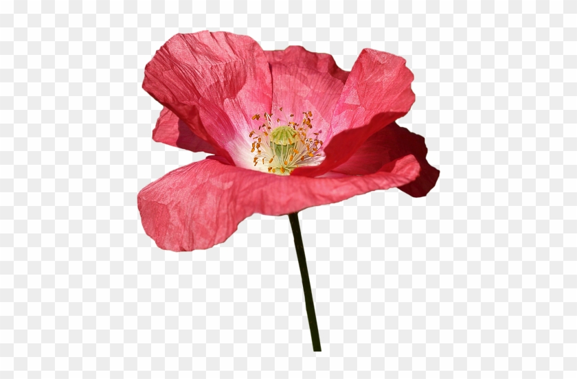 Poppy, Red, Flower, Spring, Red Flowers, Wild, Color - Red Clipart