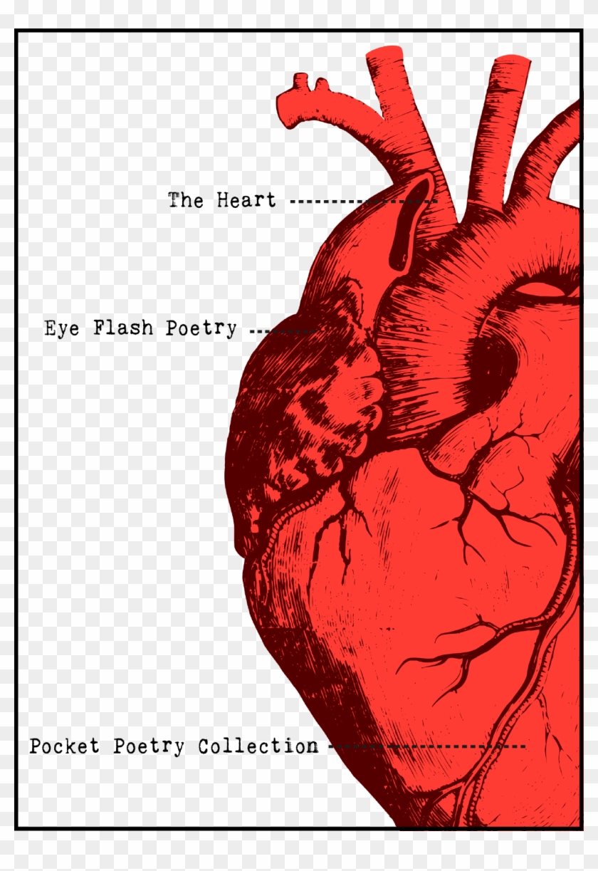 The Heart Pocket Poetry Collection - Cartoon Heart Anatomy Clipart #1788664