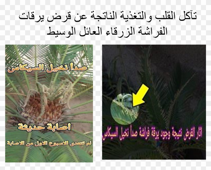 Cycas Revoluta Rust Symptoms - Plantation Clipart #1788673