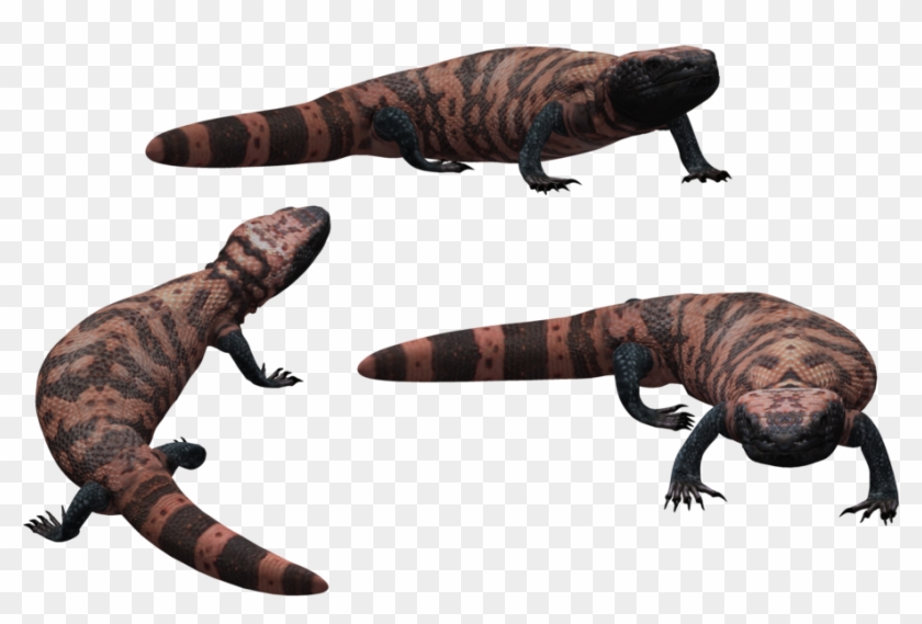 Download Lizard Png Transparent Images Transparent - Gila Monster No Background Clipart #1789758