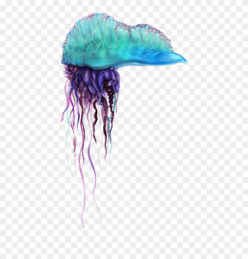 Free Png Download Blue Bottle Jellyfish Png Pics Png - Man O War Jellyfish Transparent Background Clipart #1790645