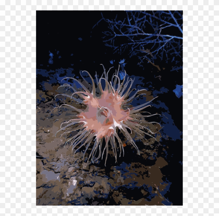 Jellyfish Sea Anemone Underwater Actinostola Ocean - Anémone Animal Clipart #1790864