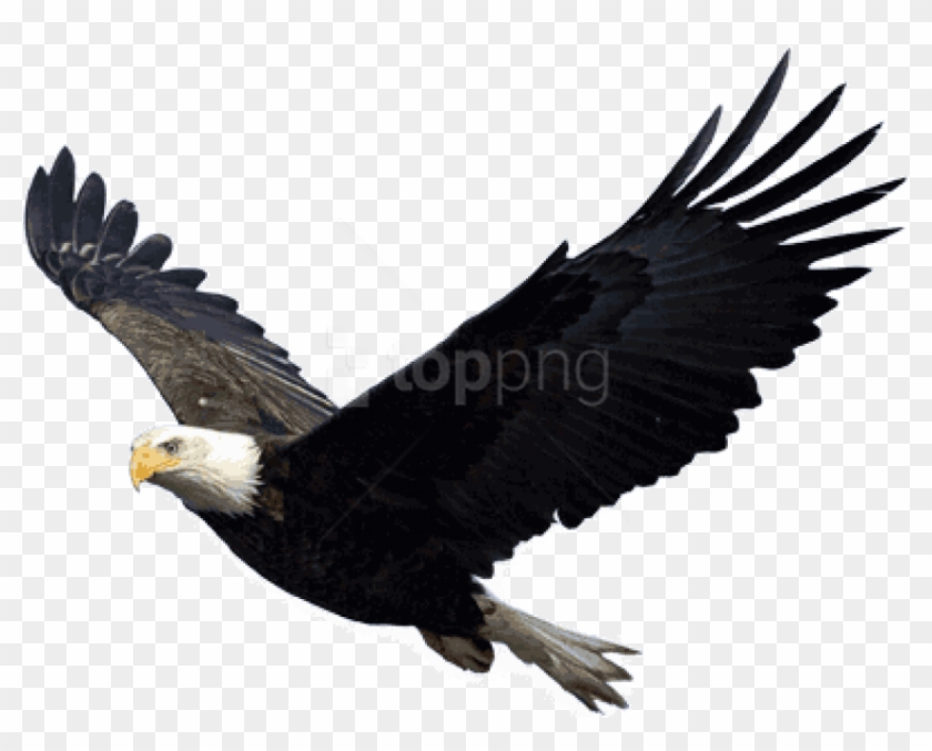 Free Png Download Eagle Png Images Background Png Images - Eagle Png Clipart #1791587