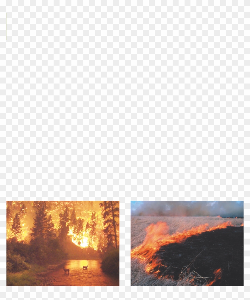 Fire In Hand - Forest Fire Big Clipart #1792707