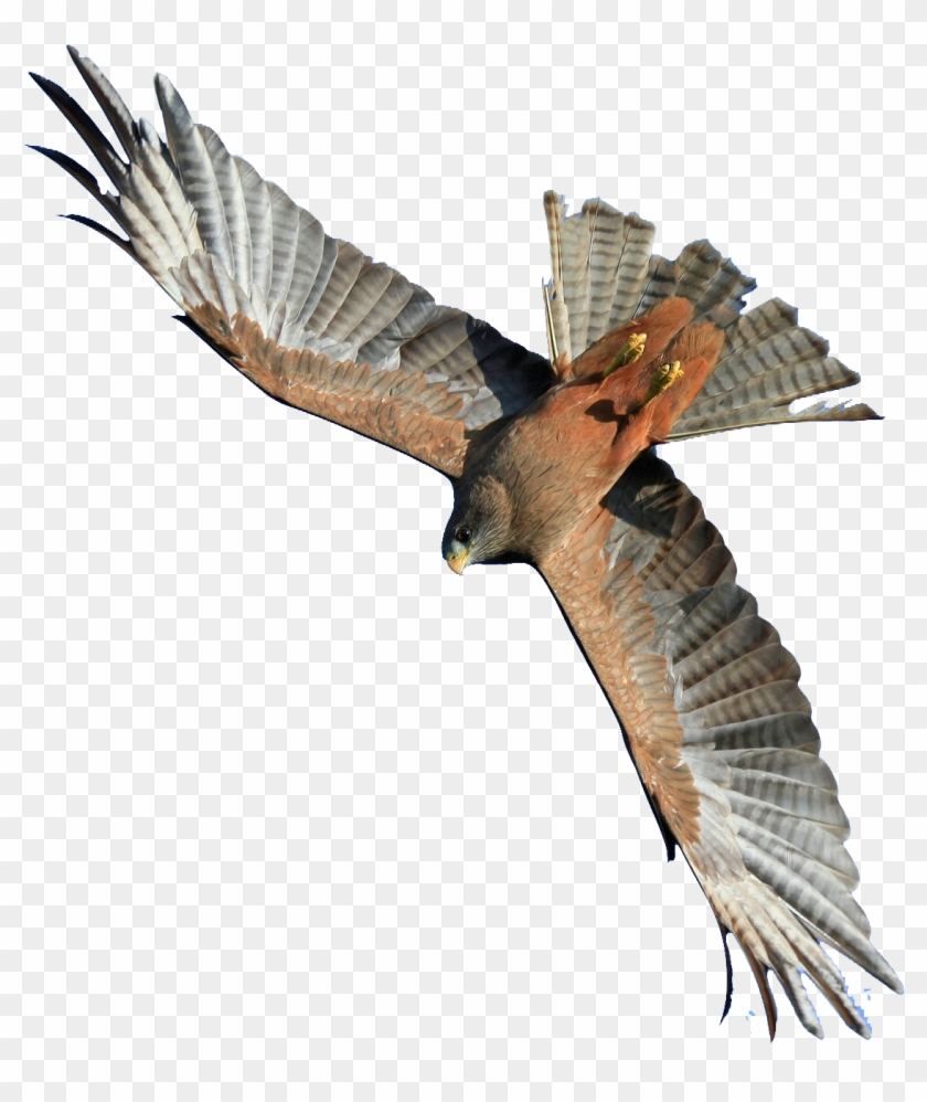 Животный Мир Саудовской Аравии Clipart #1794809