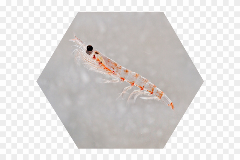 Contact Us Cta Hexagon Qrill Aqua - Antarctic Krill Clipart