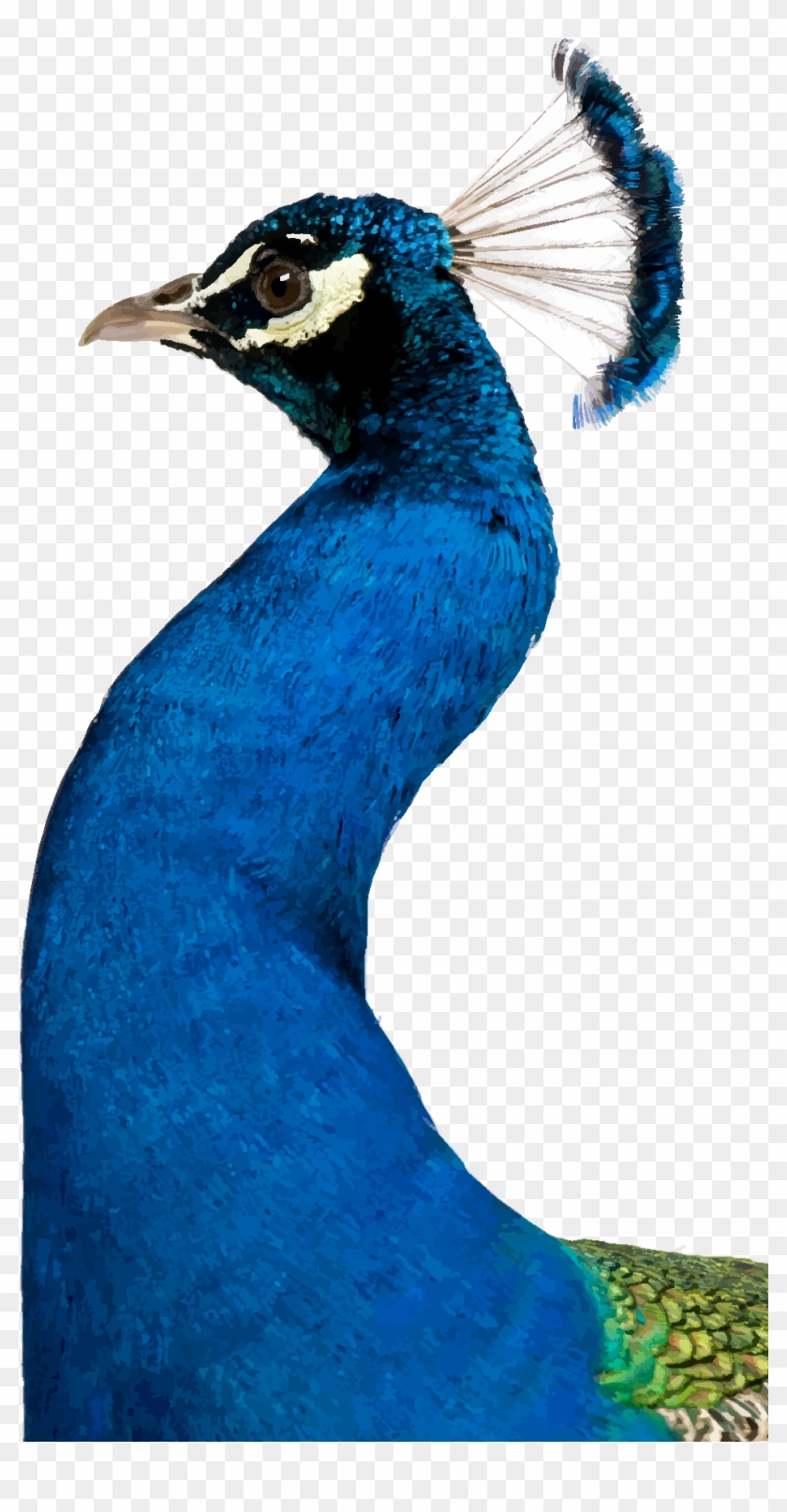 Peafowl Clipart