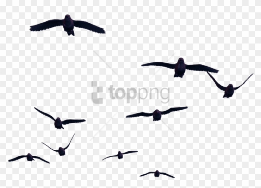 Free Png Download Birds For Photoshop Png Images Background - Birds Png Clipart