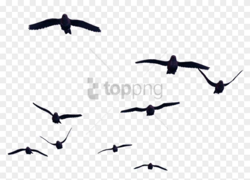 Free Png Download Birds For Photoshop Png Images Background - Birds Png Clipart #1796629