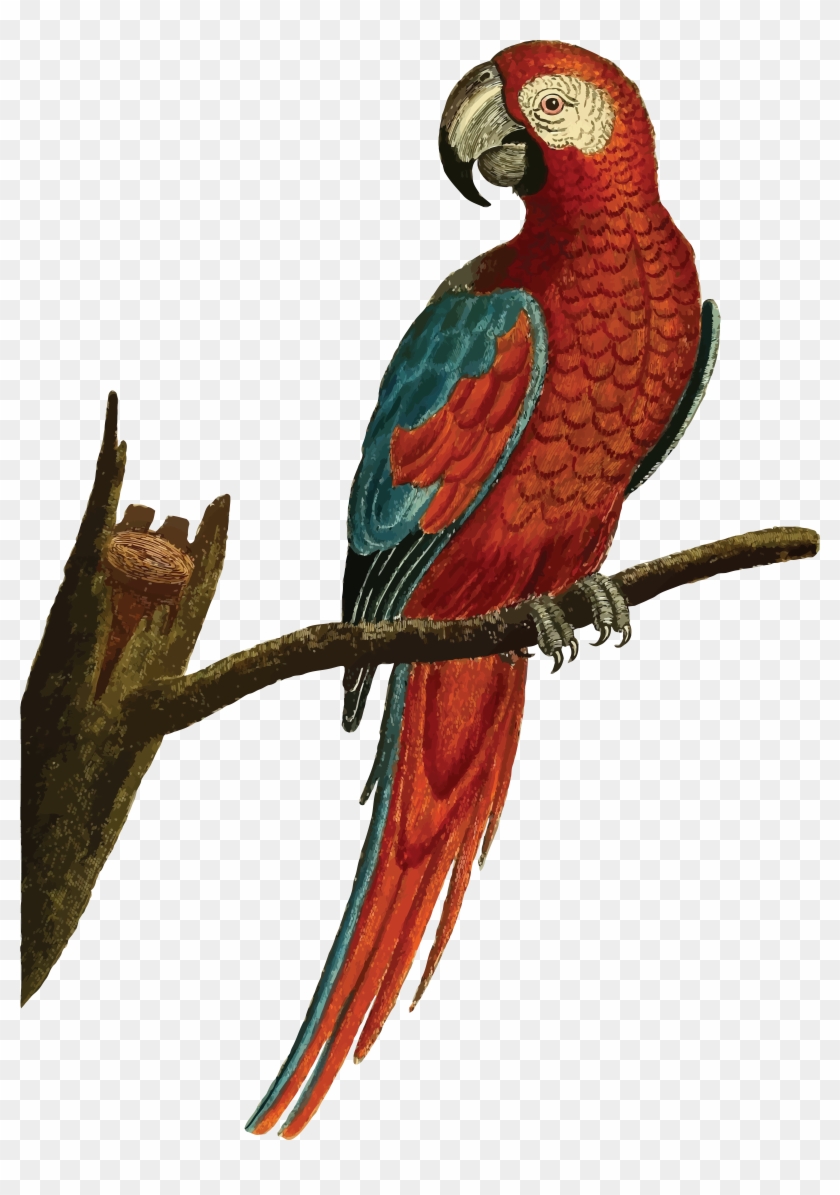 Free Clipart Of A Macaw Parrot Bird - Parrot Illustration Png Transparent Png