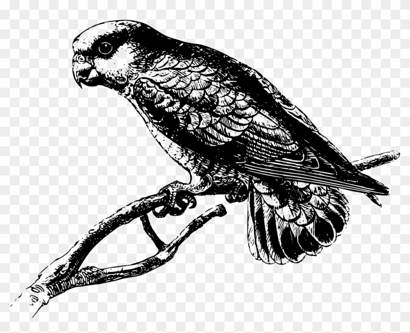 This Free Icons Png Design Of Pygmy Parrot Clipart #1796871