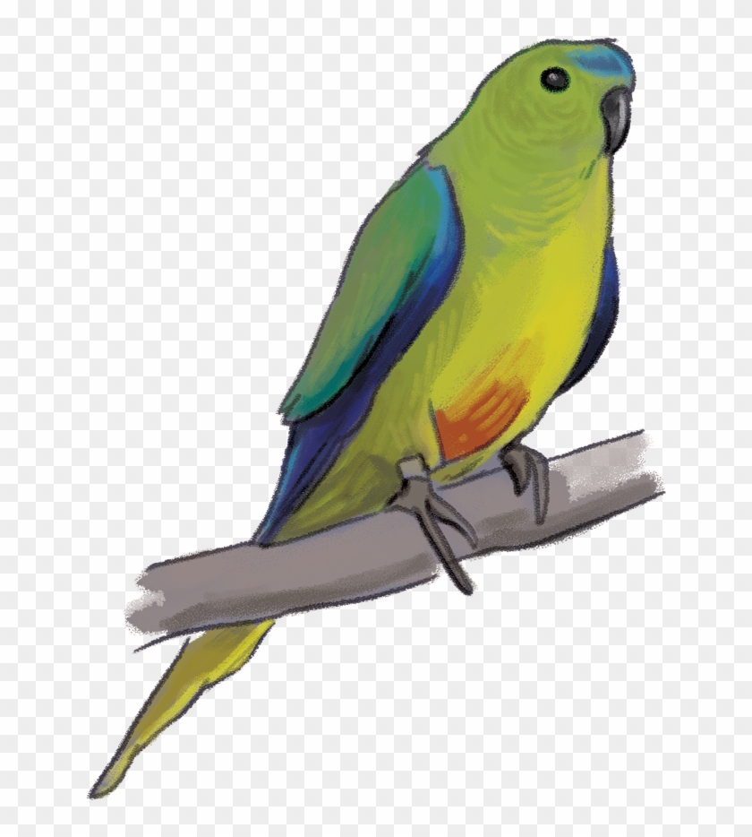 Clip Library Library Living Wetlands Birds Rachel Tribout - Lovebird - Png Download #1796907