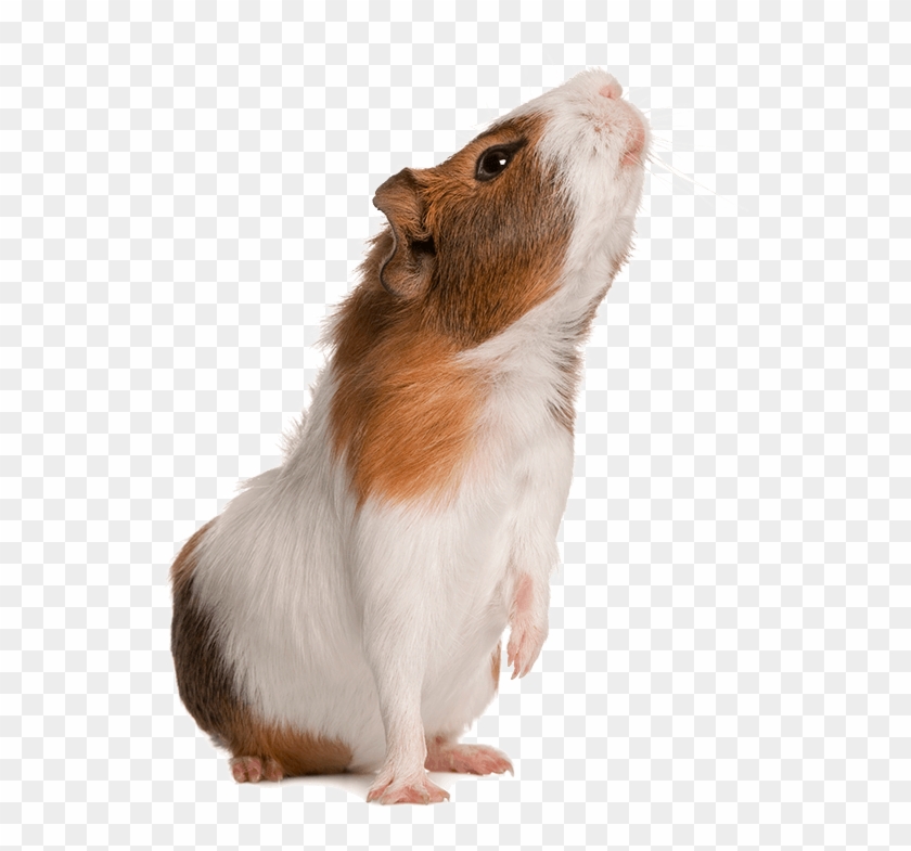 Exotic Pet - Guinea Pig Sniffing Clipart #1797105