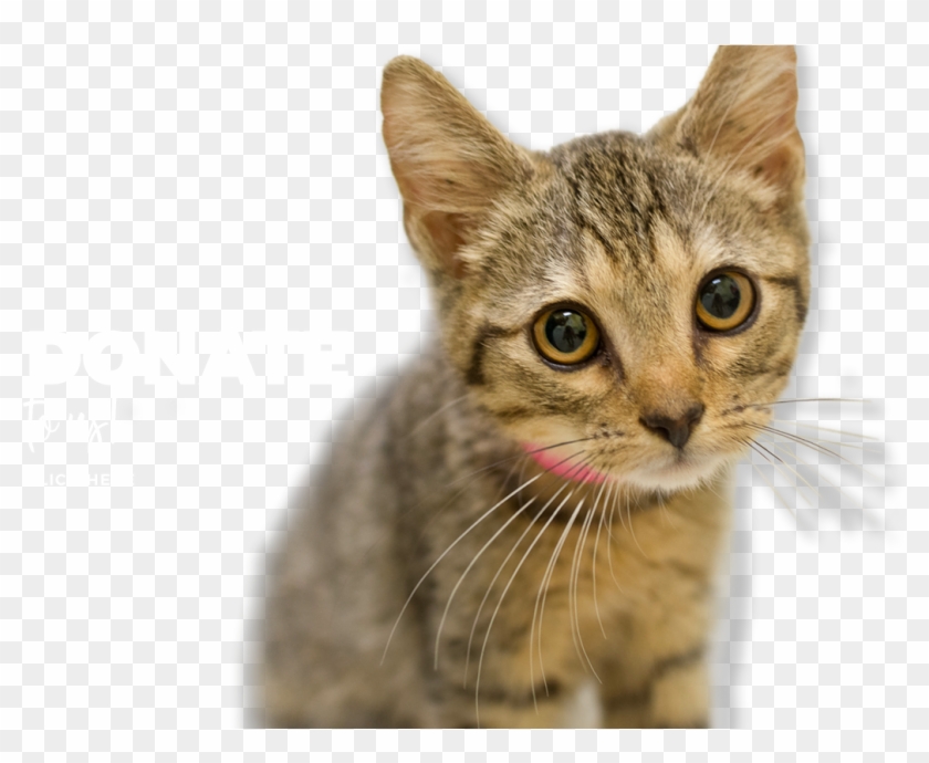 Your Donations Make All The Difference - Domestic Short-haired Cat Clipart