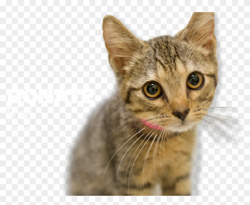 Your Donations Make All The Difference - Domestic Short-haired Cat Clipart #1797193