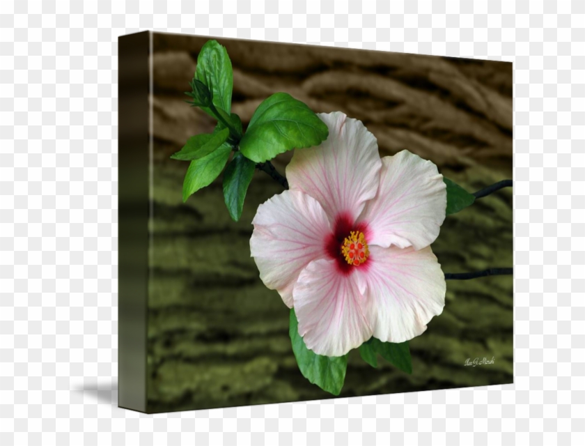 In Front Of Bark By Ilan Mizrahi - Chinese Hibiscus Clipart