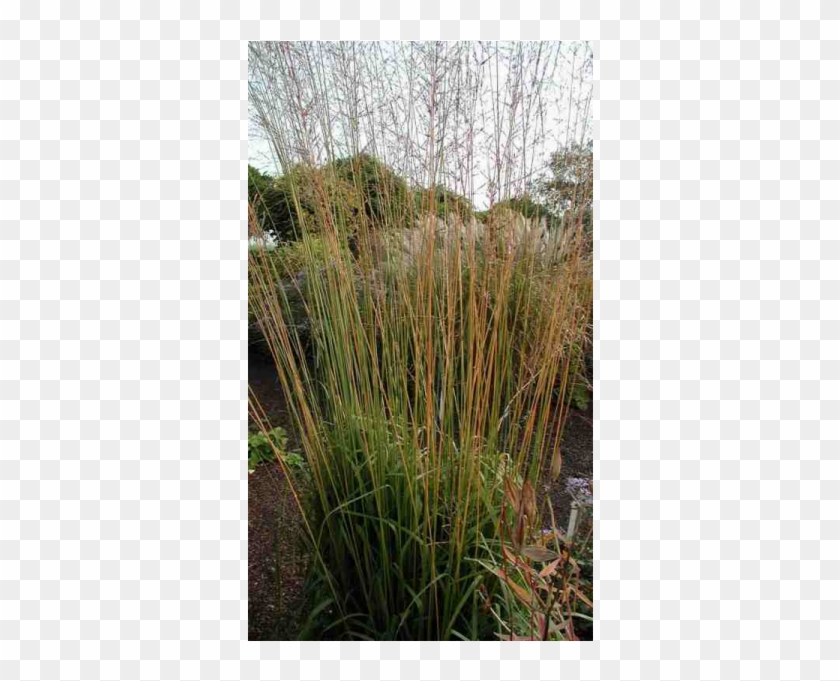 Molinia Transparent - Molinia Caerulea Sbsp Arund Windsäule Clipart #1799876