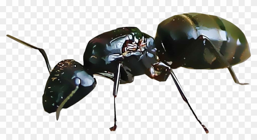 Ants - Insectos 1000 X 1000 Clipart