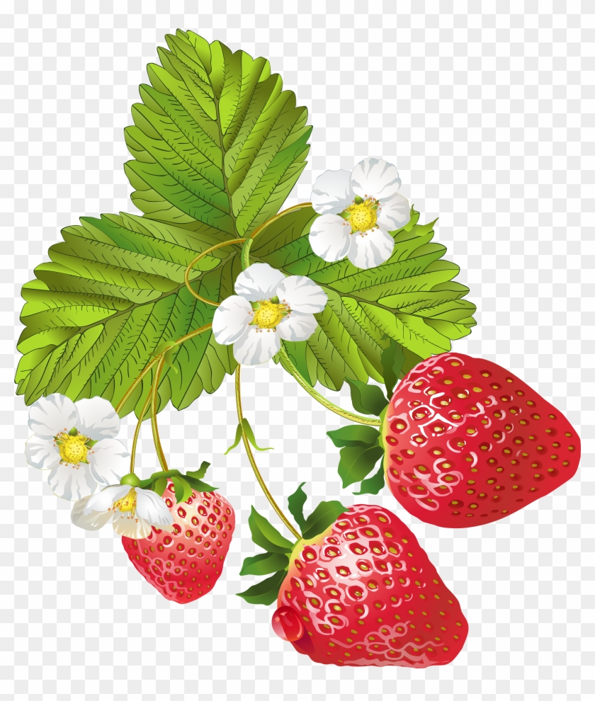 Blooming Strawberries Png Clip Art Image - Strawberry Plant Images Transparent #180389