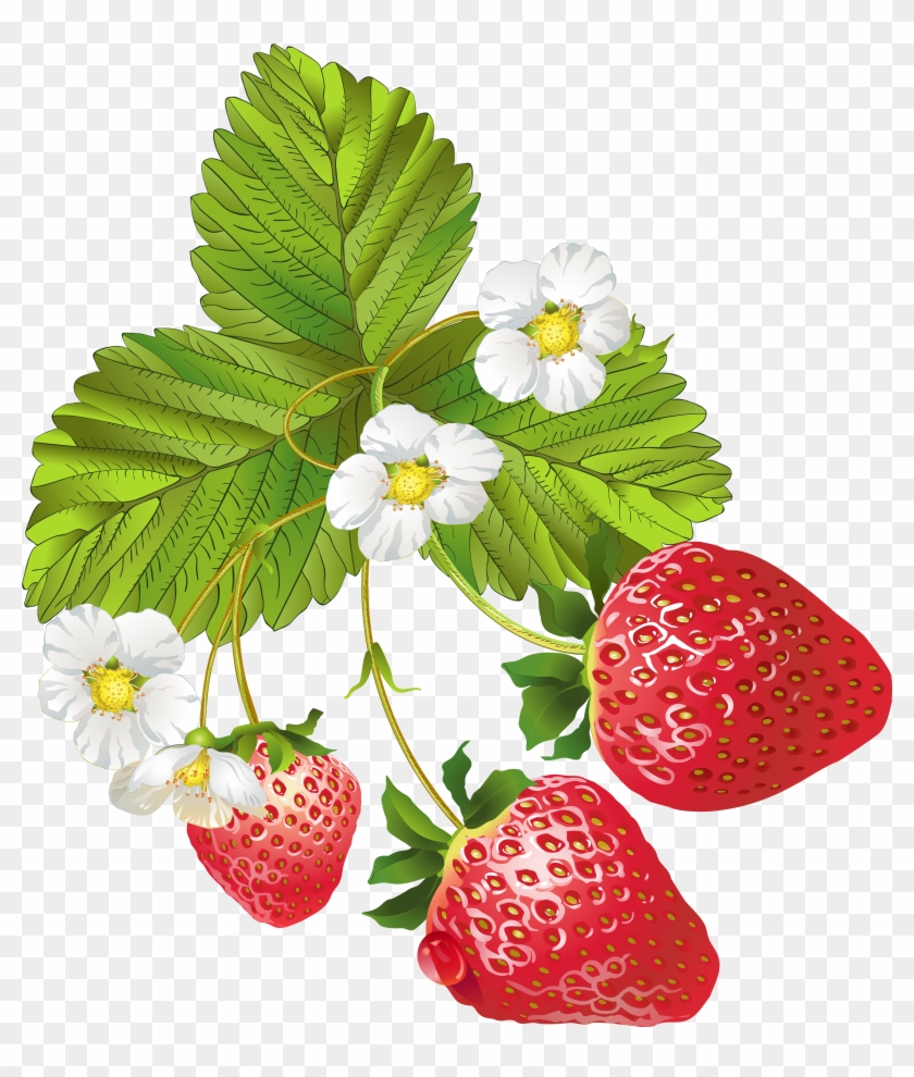 Blooming Strawberries Png Clip Art Image - Strawberry Plant Images Transparent
