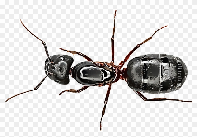 Carpenter Ants - Insect Mier Clipart #180535
