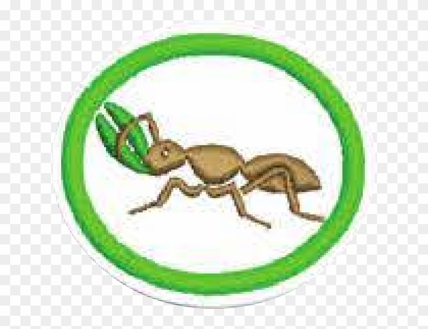 23, 30 September 2014 - Ant Clipart