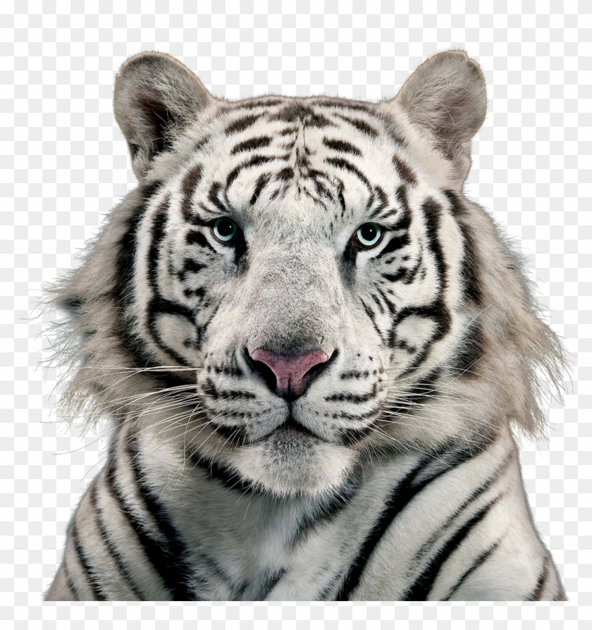White Tiger - White Tiger Image Png Clipart