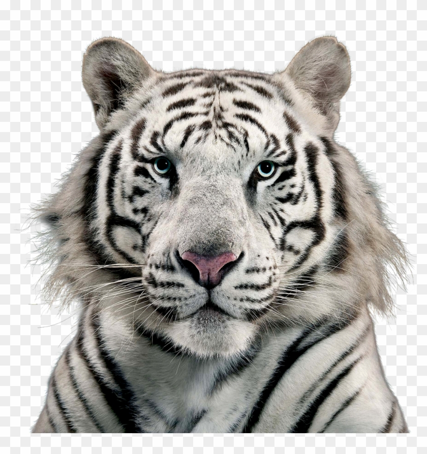 White Tiger - White Tiger Image Png Clipart #181072