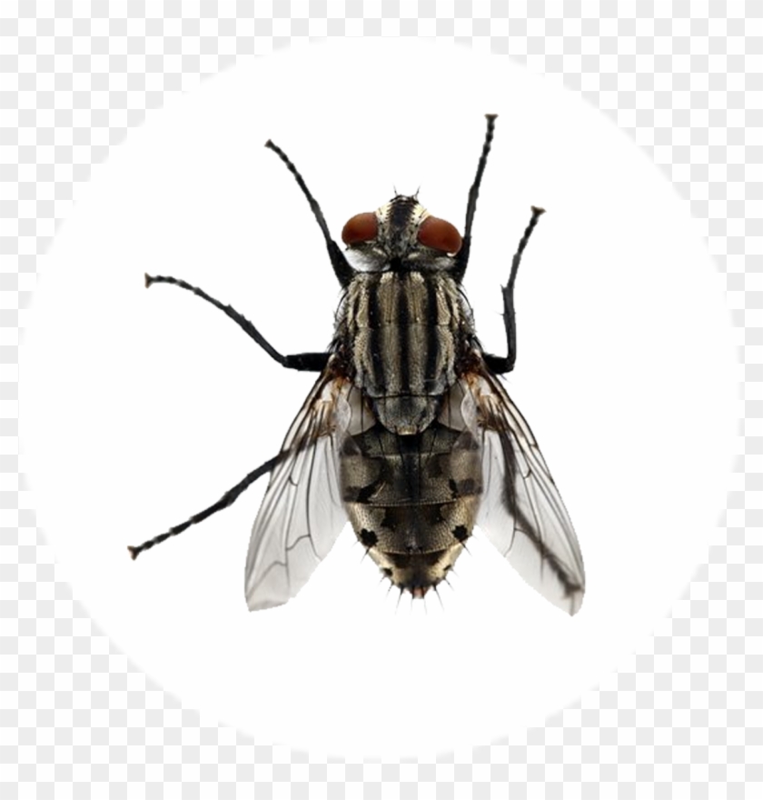 Pharaoh Ant , Png Download Clipart