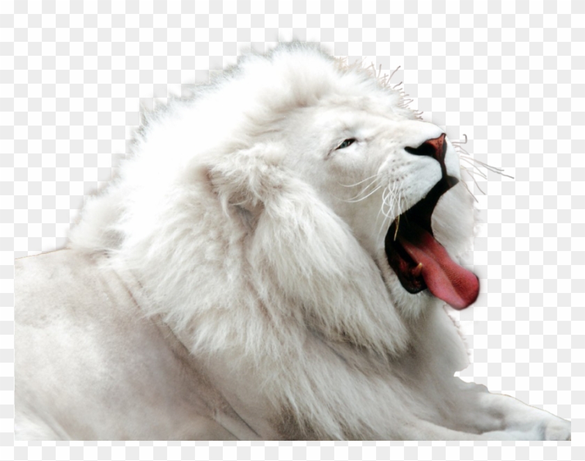 Png Image Information - Cute White Lion Clipart