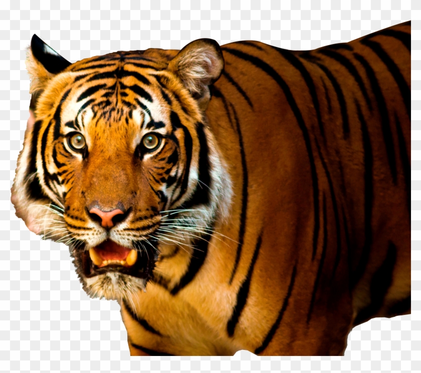 White Tiger Vector Png Images - Tiger Png Background Hd Clipart