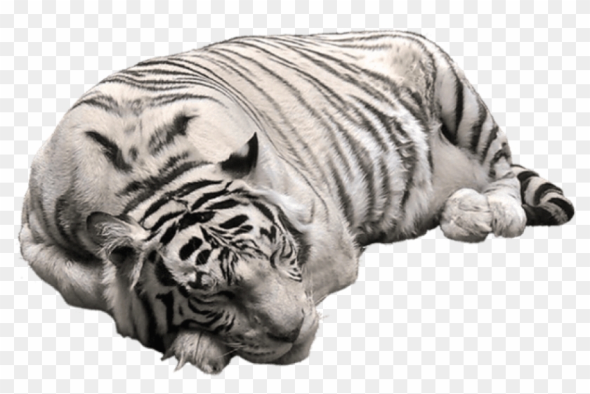 Free Png Download White Tiger Png Pictute Png Images - White Tiger Transparent Background Clipart #181394