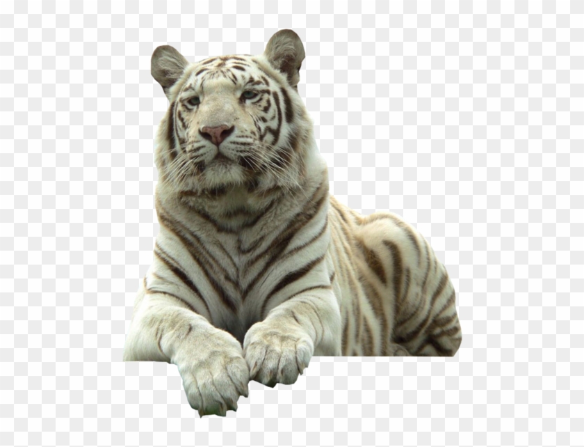 White Tiger - White Tiger With Clear Background Clipart #181563