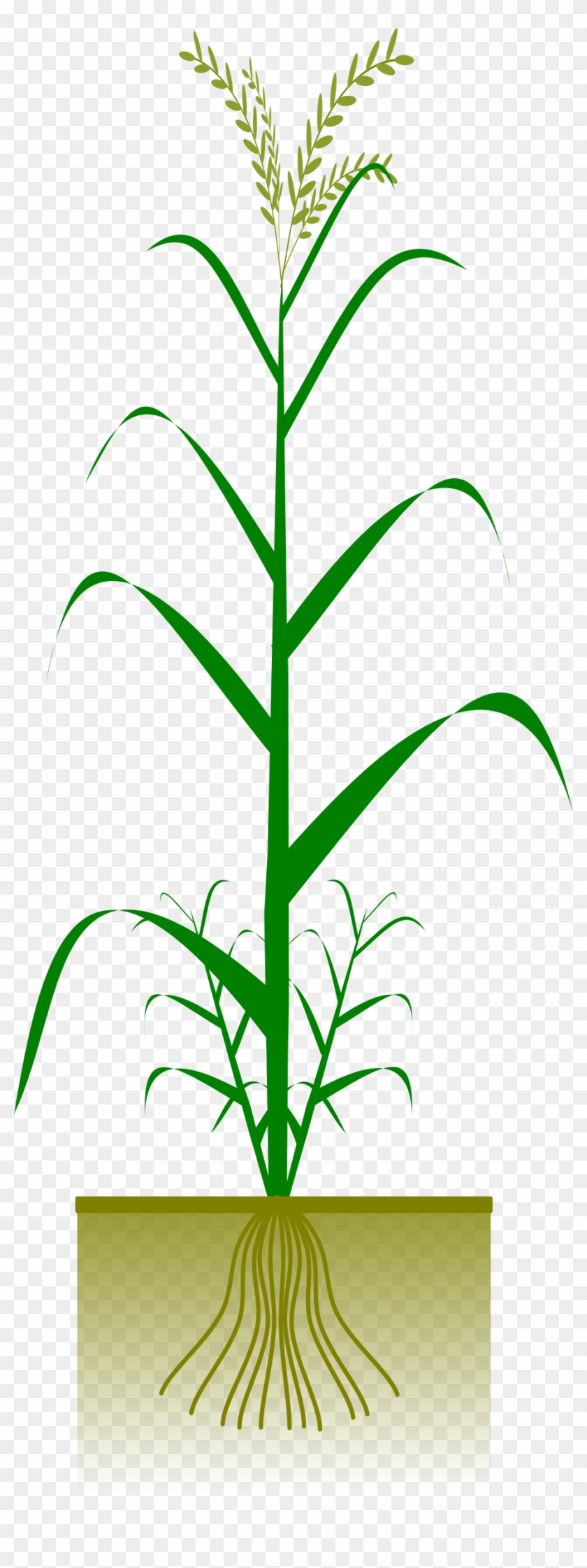This Free Icons Png Design Of Cereal Plant Clipart #181564
