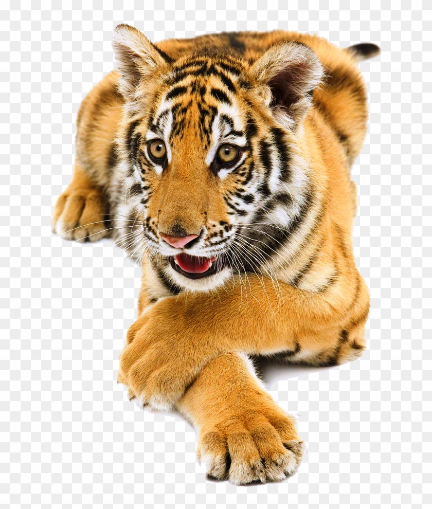 764 X 1046 5 Clipart