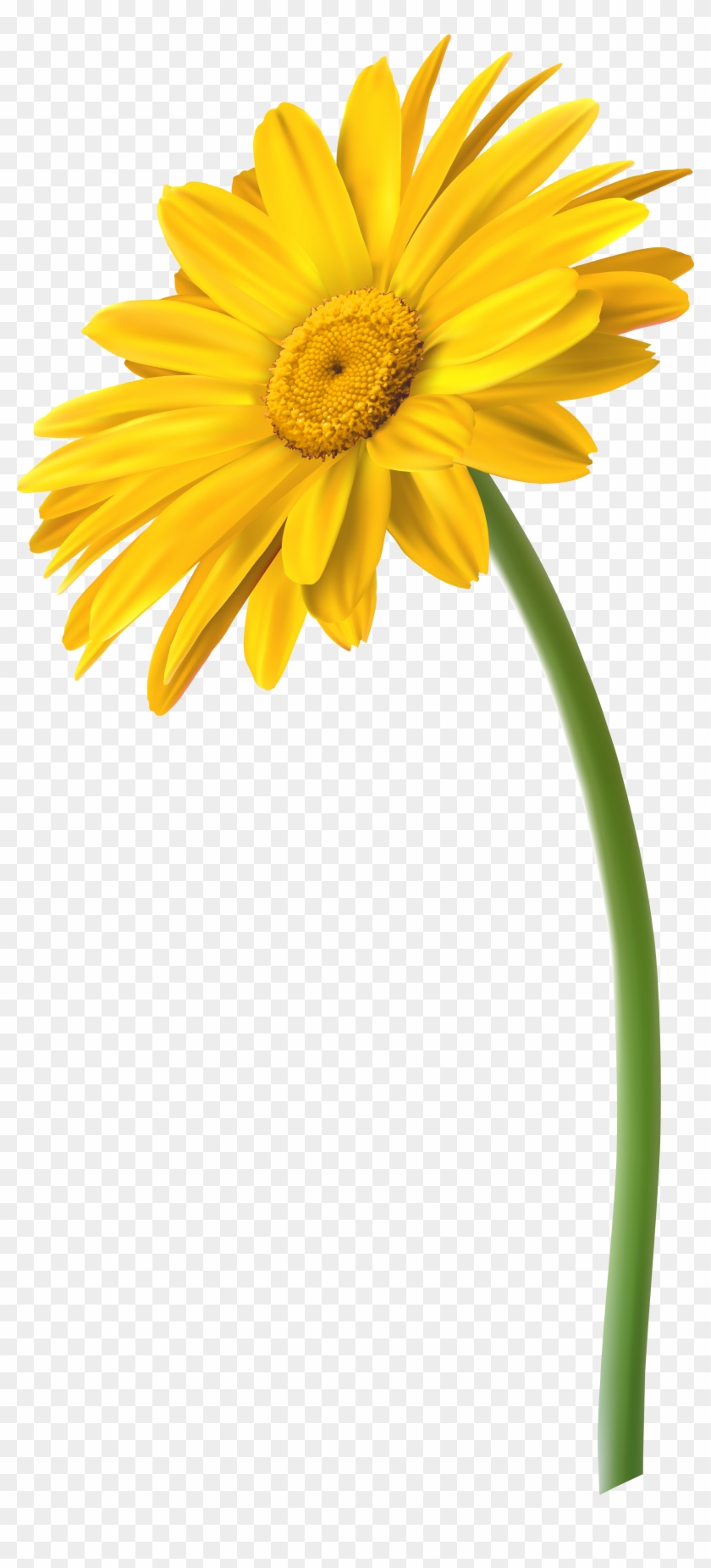 Yellow Gerbera Flower Png Clip Art Image Transparent Png #181750