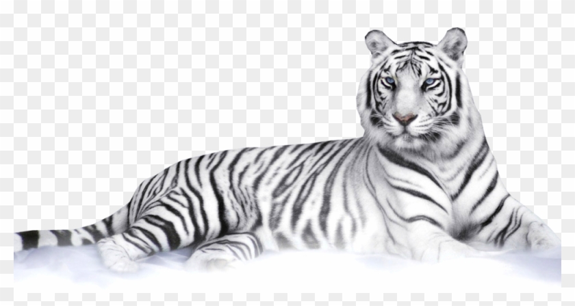 White Tiger - White Tiger Transparent Background Clipart #181851