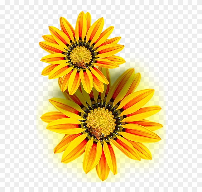 Yellow Flower, Yellow, Png, Isolated - Gazania Png Clipart #182029