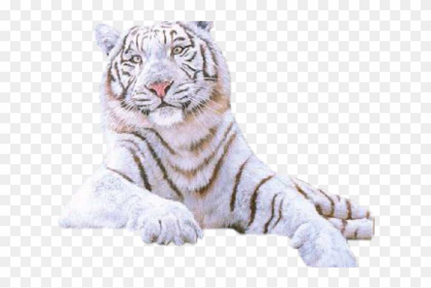 Transparent White Tiger Clipart