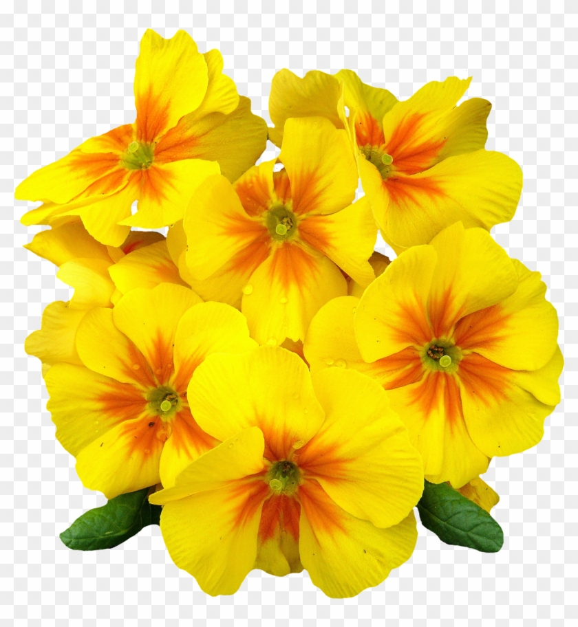Elegant Primrose Flower Png Image - Primrose Png Clipart #182174