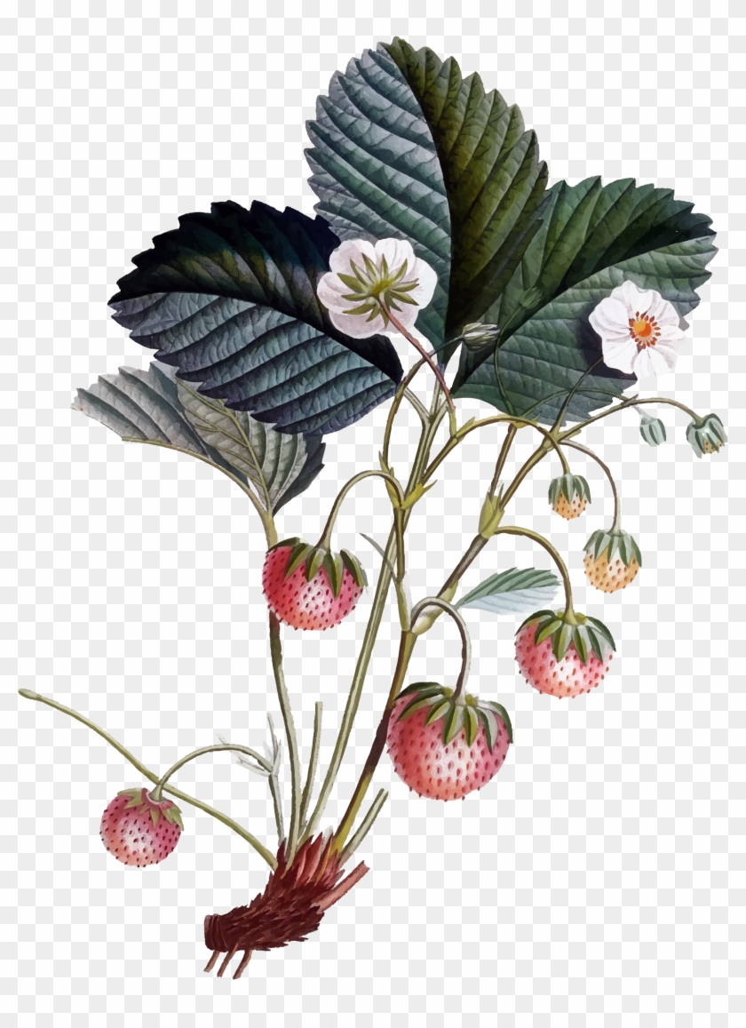 Strawberry Plant Svg Transparent Download - Botanical Illustration Clipart