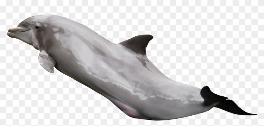 Dolphin Png Transparent Image - Dolphin Transparent Jump Clipart