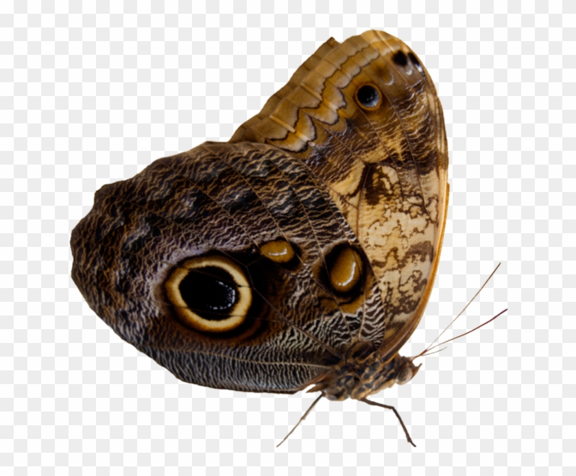 Moth Png - Grayling (butterfly) Clipart